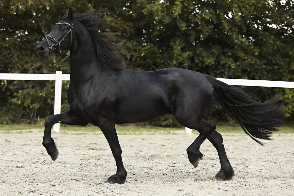 Portrait of Nouska - Featured Horse