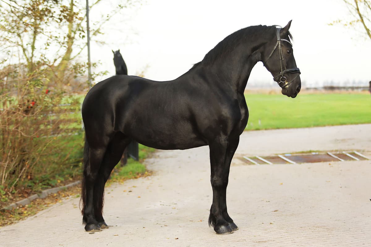 Portrait of Aukje - Featured Horse