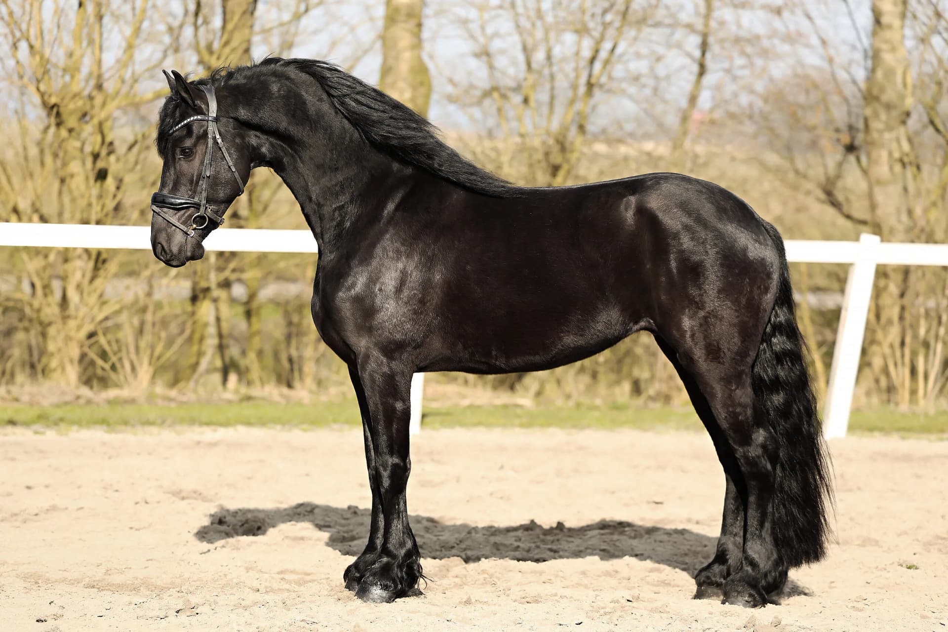 Pieter