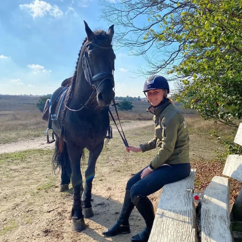 Calm black Friesian gelding being groomed by a first-time owner