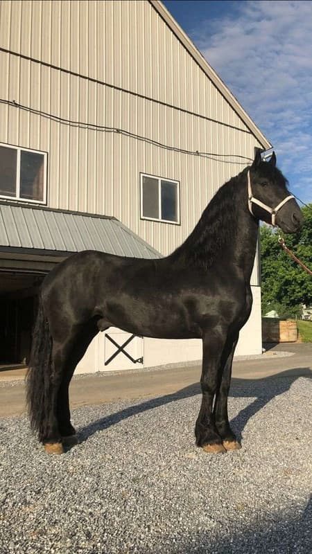 Black Friesian horse and bay Morgan horse standing together in a paddock
