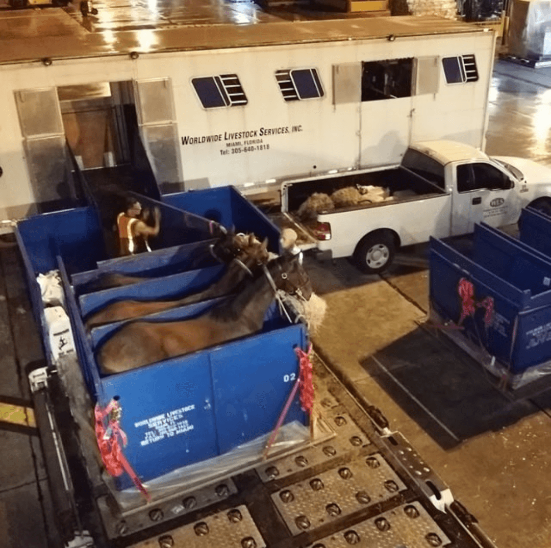 Friesian horse being loaded into an air stall for international transport