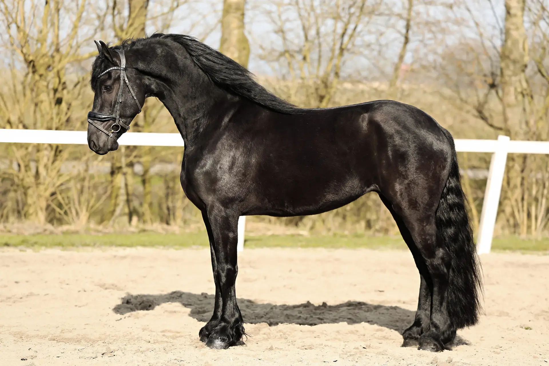 Pieter