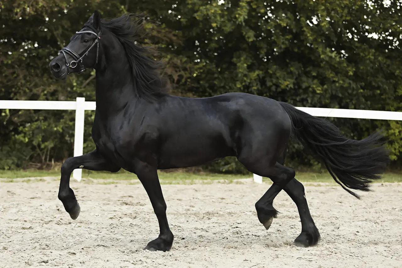 Portrait of Nouska - Featured Horse