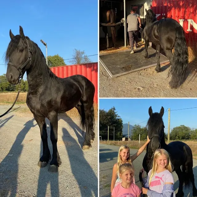 Black Friesian horses in a pasture at Dream Black Horse farm in Mt Dora, Florida